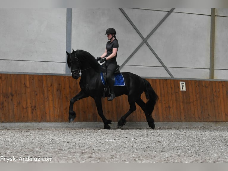Frison Étalon 3 Ans 163 cm Noir in Mijnsheerenland