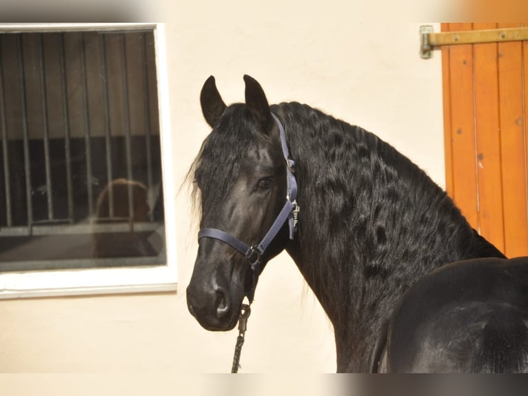 Frison Étalon 3 Ans 163 cm Noir in Ochtendung