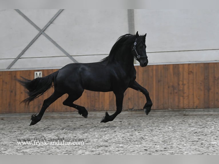Frison Étalon 3 Ans 163 cm Noir in Mijnsheerenland