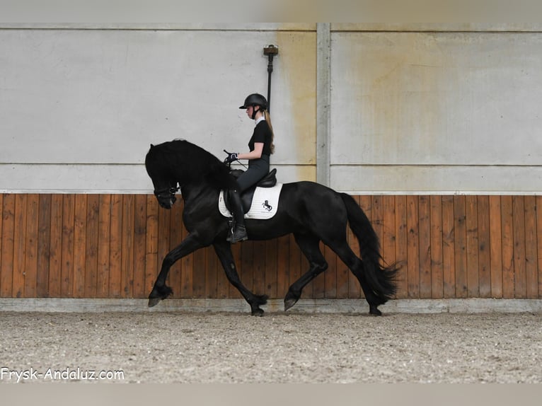 Frison Étalon 3 Ans 163 cm Noir in Mijnsheerenland