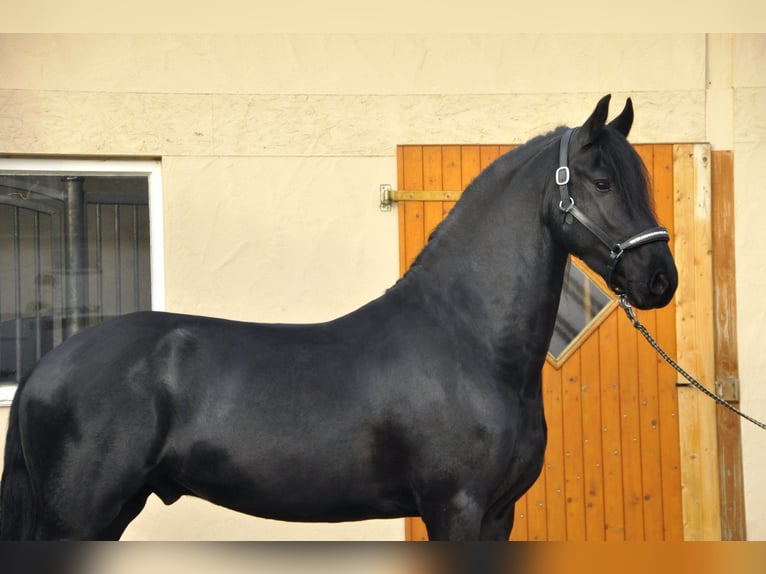 Frison Étalon 3 Ans 163 cm Noir in Ochtendung