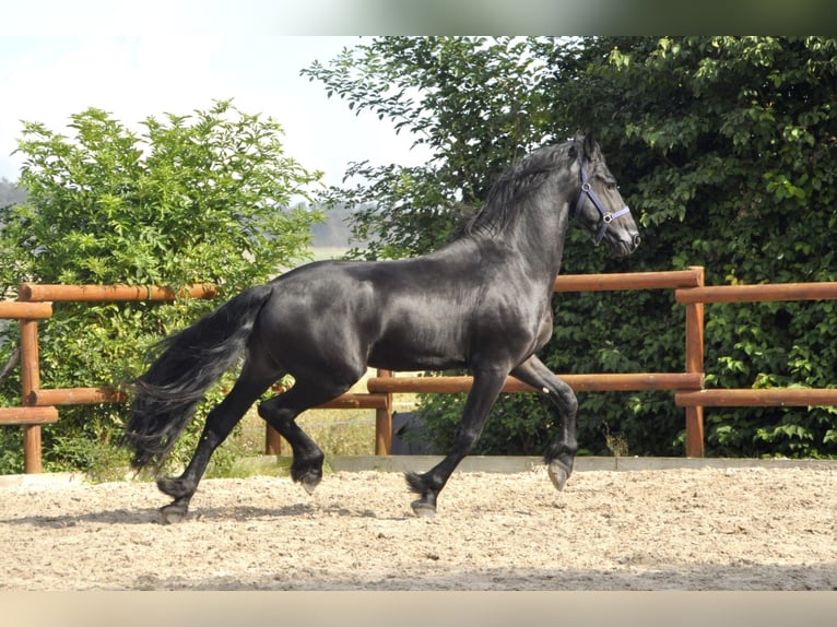 Frison Étalon 3 Ans 163 cm Noir in Ochtendung