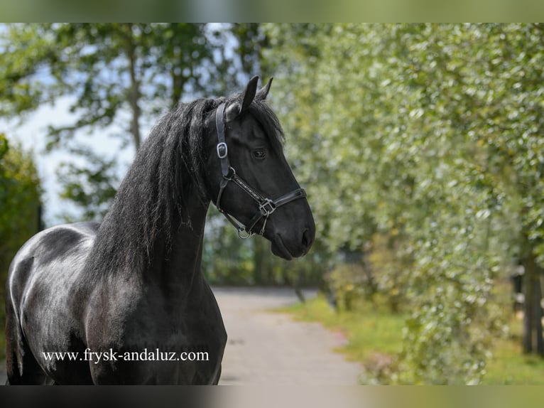 Frison Étalon 3 Ans 164 cm Noir in Mijnsheerenland