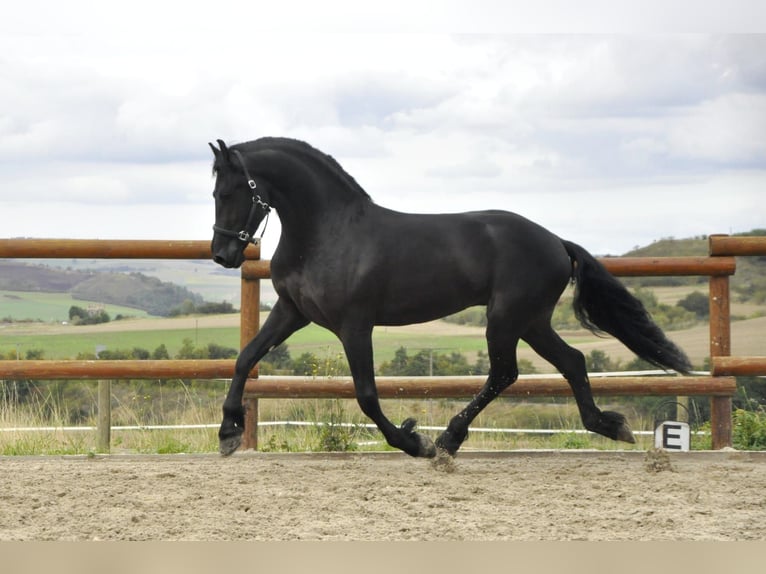 Frison Étalon 3 Ans 164 cm Noir in Ochtendung