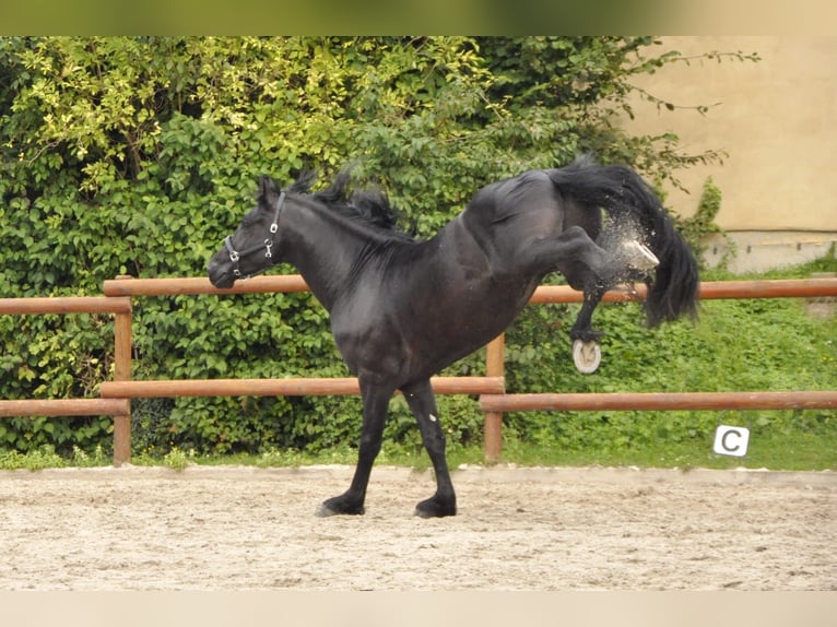 Frison Étalon 3 Ans 164 cm Noir in Ochtendung