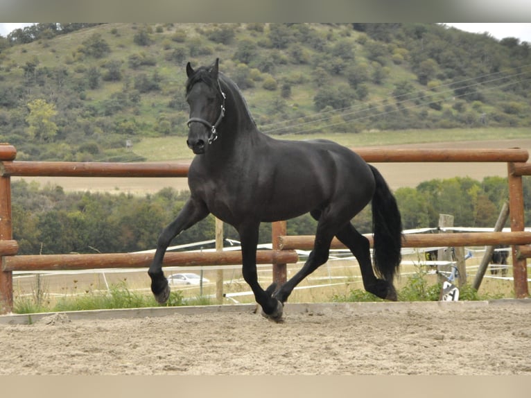 Frison Étalon 3 Ans 164 cm Noir in Ochtendung