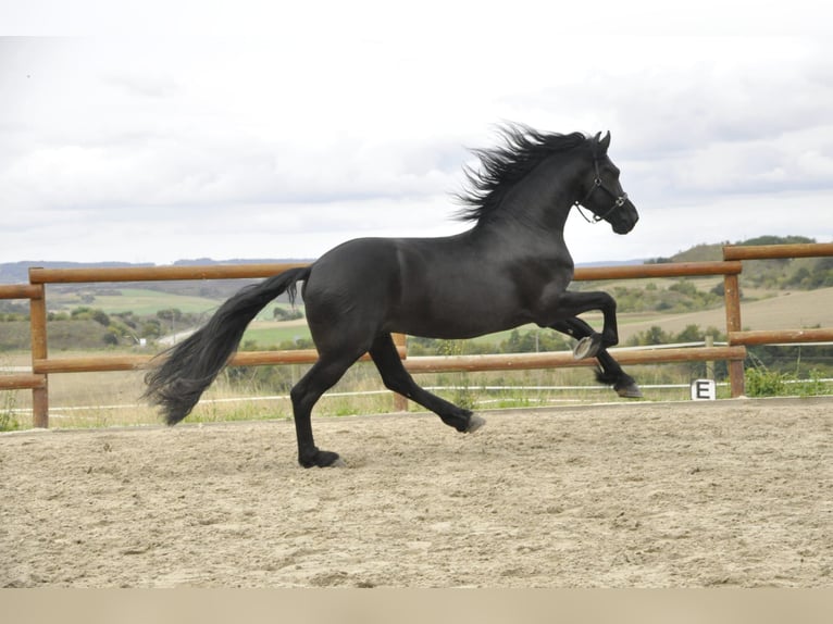 Frison Étalon 3 Ans 164 cm Noir in Ochtendung