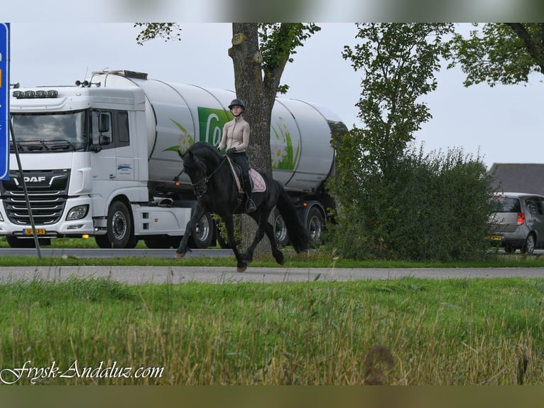 Frison Étalon 3 Ans 164 cm Noir in Mijnsheerenland