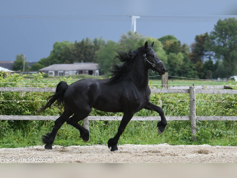 Frison Étalon 3 Ans 165 cm Noir in Mijnsheerenland