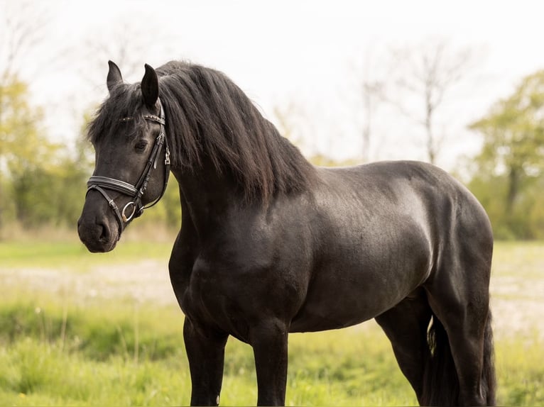 Frison Étalon 3 Ans 165 cm Noir in Ee
