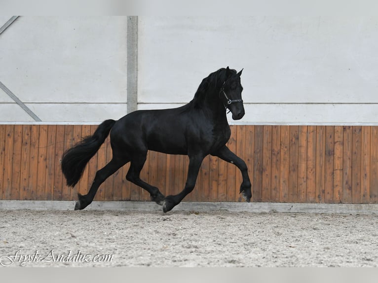 Frison Étalon 3 Ans 165 cm Noir in Mijnsheerenland