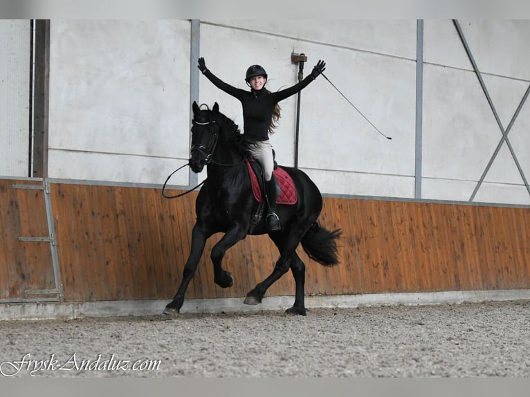 Frison Étalon 3 Ans 165 cm Noir in Mijnsheerenland