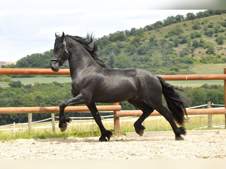 Frison Étalon 3 Ans 166 cm Noir in Ochtendung