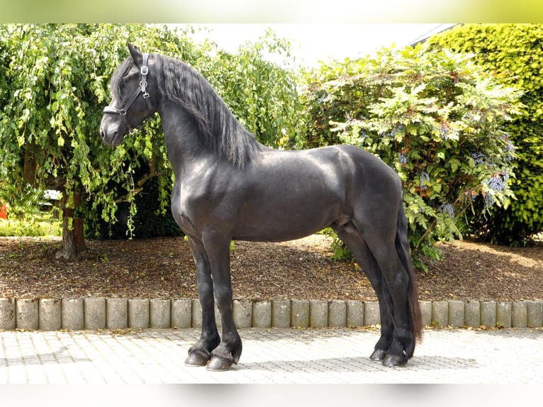 Frison Étalon 3 Ans 166 cm Noir in Ochtendung