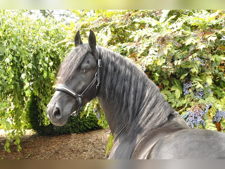 Frison Étalon 3 Ans 166 cm Noir in Ochtendung