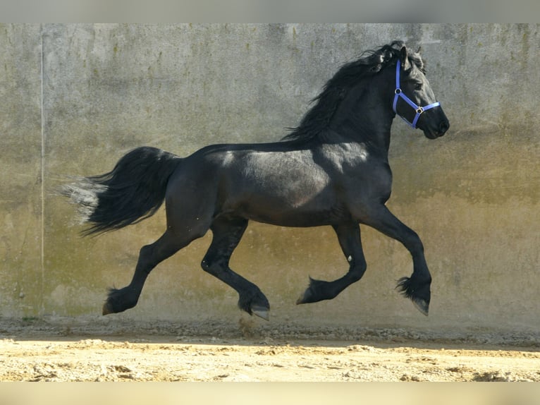 Frison Étalon 3 Ans 166 cm Noir in Ochtendung