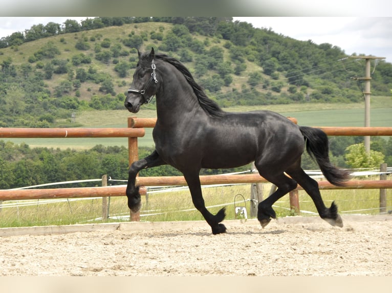 Frison Étalon 3 Ans 166 cm Noir in Ochtendung