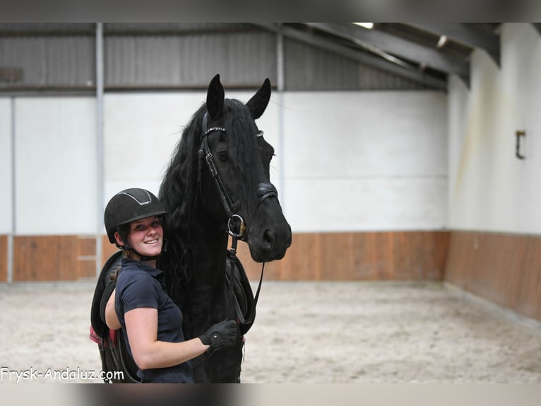 Frison Étalon 3 Ans 166 cm Noir in Mijnsheerenland