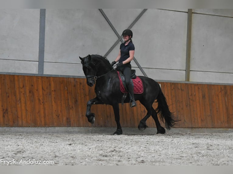 Frison Étalon 3 Ans 166 cm Noir in Mijnsheerenland