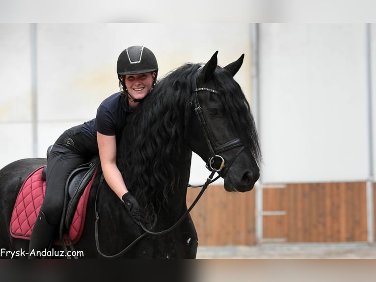 Frison Étalon 3 Ans 166 cm Noir in Mijnsheerenland
