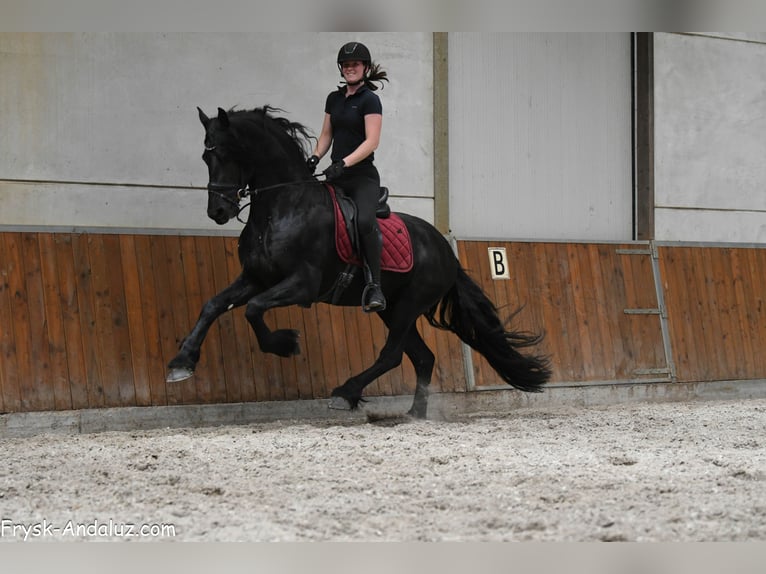 Frison Étalon 3 Ans 166 cm Noir in Mijnsheerenland