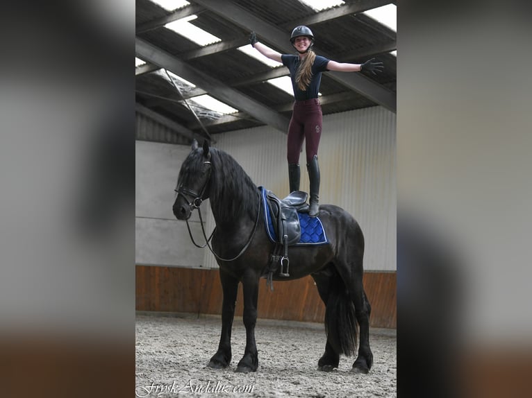 Frison Étalon 3 Ans 166 cm Noir in Mijnsheerenland