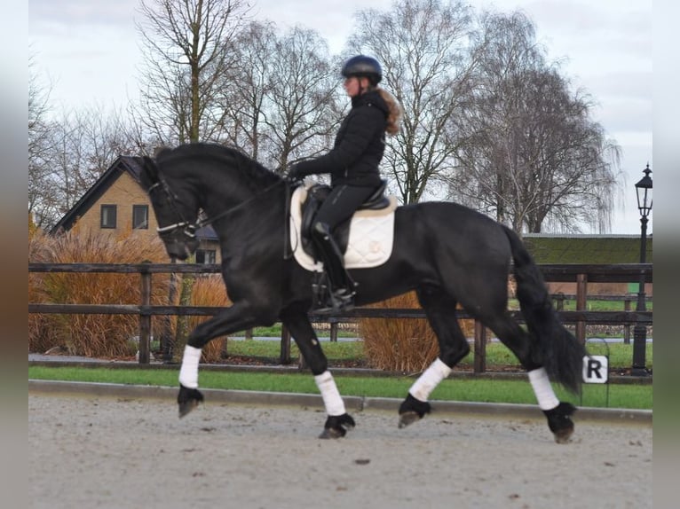 Frison Étalon 3 Ans 167 cm Noir in Lunteren