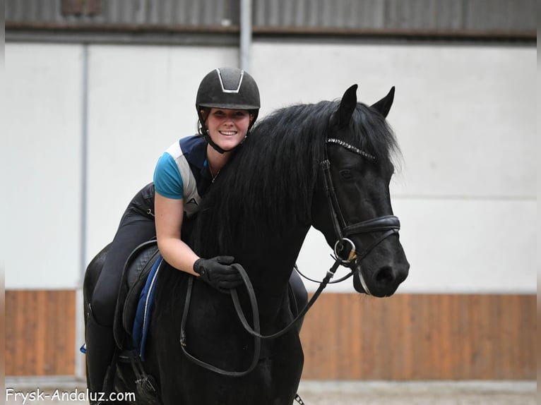 Frison Étalon 3 Ans 167 cm Noir in Mijnsheerenland