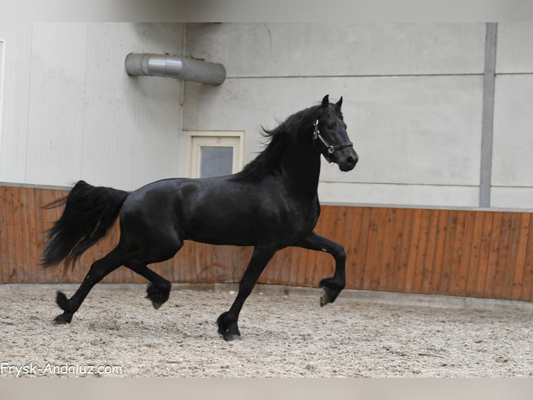 Frison Étalon 3 Ans 167 cm Noir in Mijnsheerenland