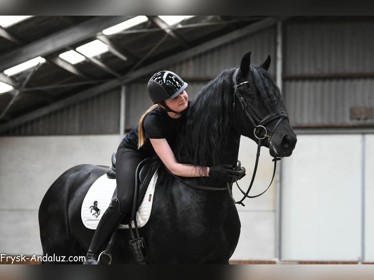 Frison Étalon 3 Ans 167 cm Noir in Mijnsheerenland