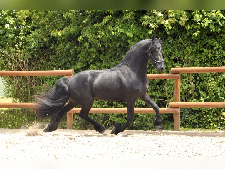 Frison Étalon 3 Ans 167 cm Noir in Ochtendung