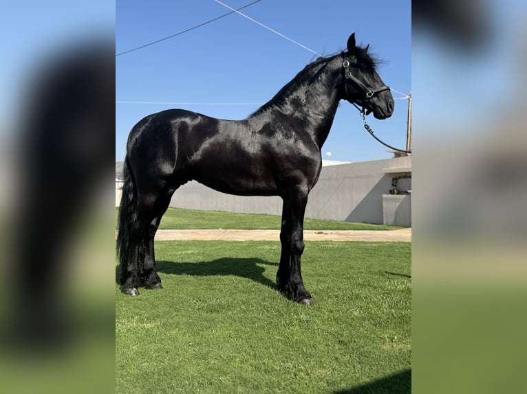 Frison Étalon 3 Ans 168 cm Noir in &#x386;&#x3C1;&#x3B3;&#x3BF;&#x3C2;