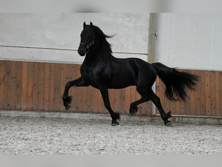 Frison Étalon 3 Ans 168 cm Noir in Mijnsheerenland