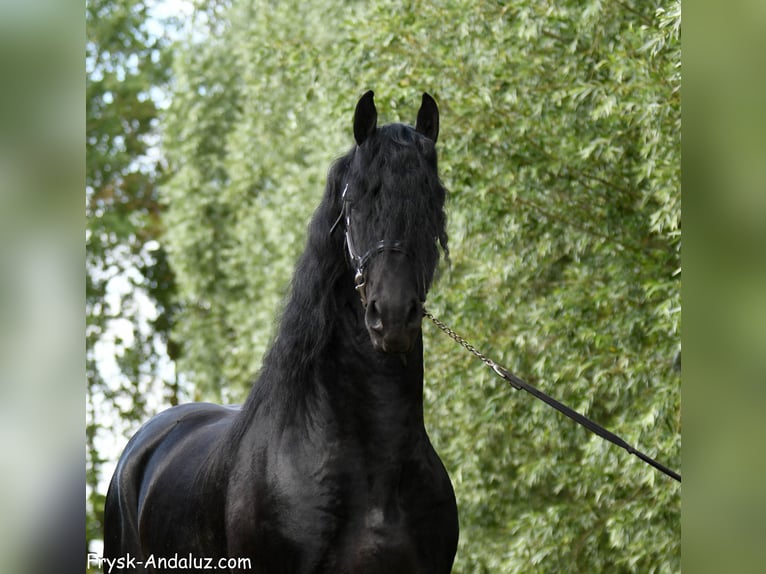 Frison Étalon 3 Ans 168 cm Noir in Mijnsheerenland