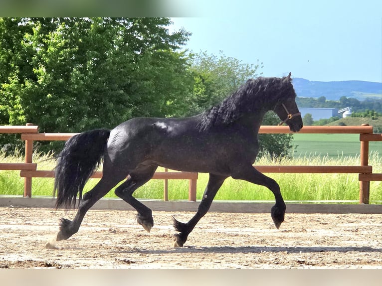 Frison Étalon 3 Ans 168 cm Noir in Ochtendung