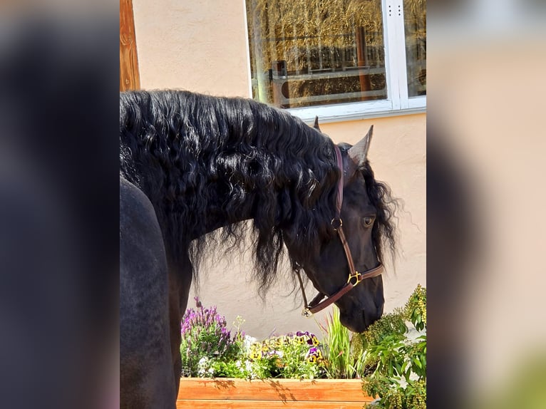 Frison Étalon 3 Ans 168 cm Noir in Ochtendung