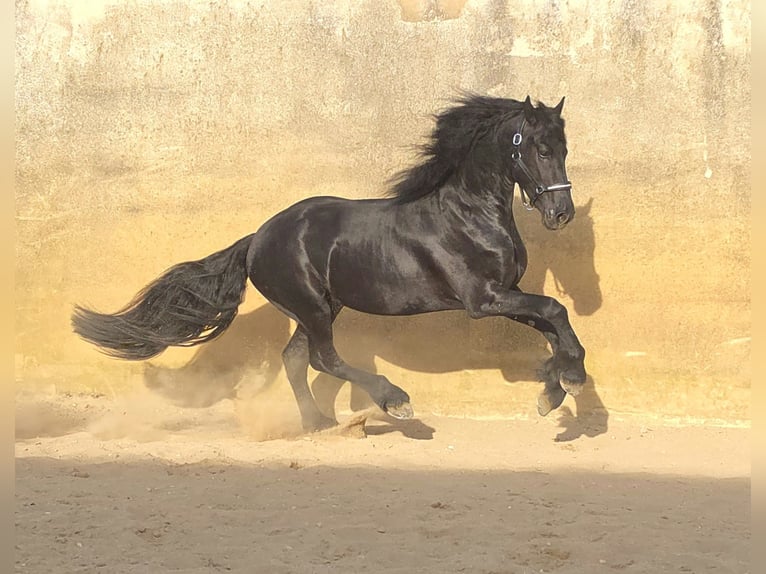 Frison Étalon 3 Ans 168 cm Noir in Ochtendung
