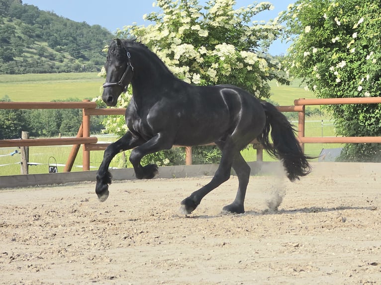 Frison Étalon 3 Ans 168 cm Noir in Ochtendung