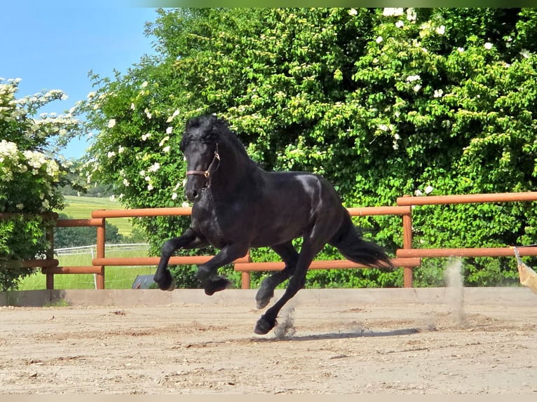Frison Étalon 3 Ans 168 cm Noir in Ochtendung
