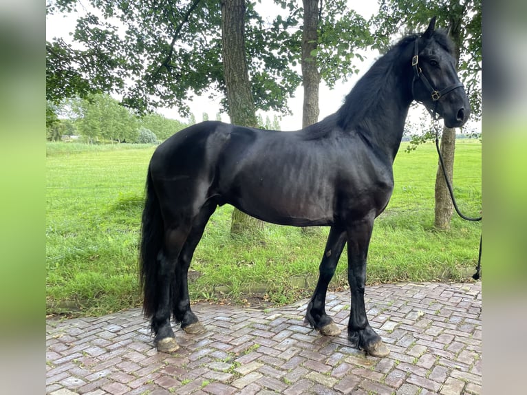 Frison Étalon 3 Ans 168 cm Noir in Spijk