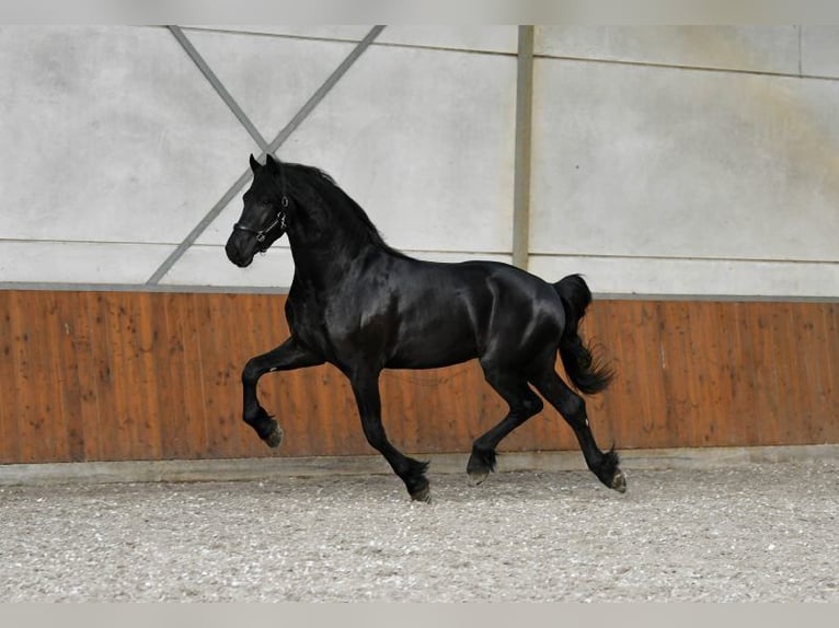 Frison Étalon 3 Ans 170 cm Noir in Mijnsheerenland