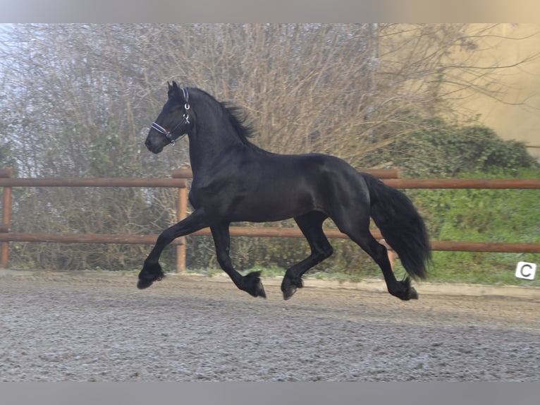 Frison Étalon 3 Ans 171 cm Noir in Ochtendung