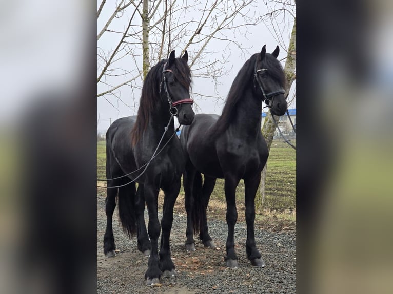 Frison Étalon 3 Ans  in München