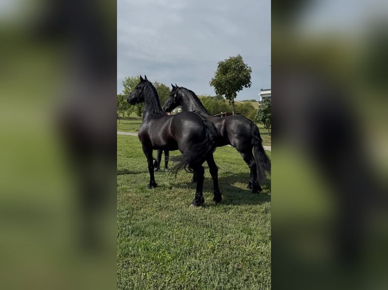 Frison Étalon 3 Ans  in München