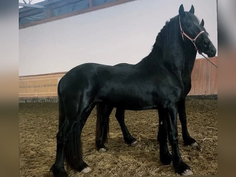 Frison Étalon 3 Ans  in München