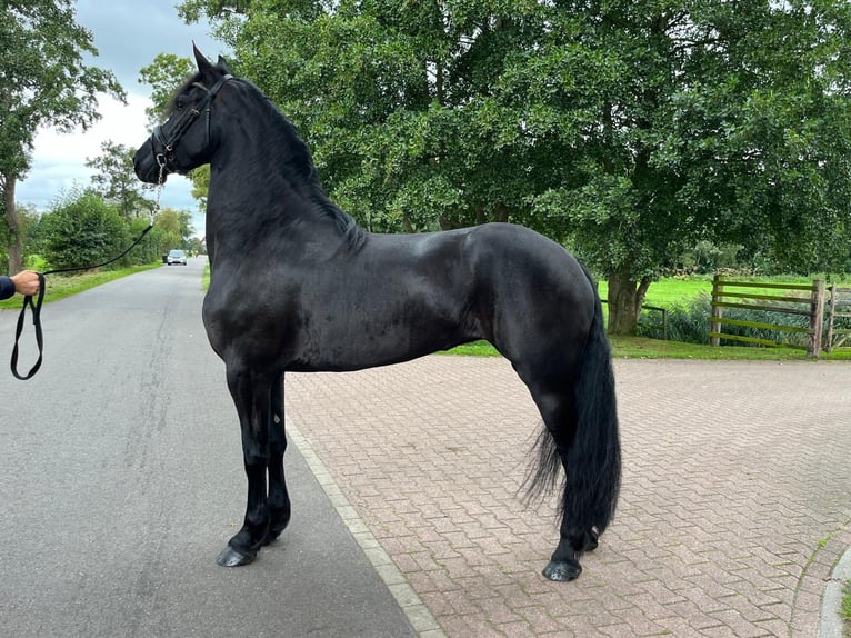 Frison Étalon 3 Ans  in Frankfurt am Main