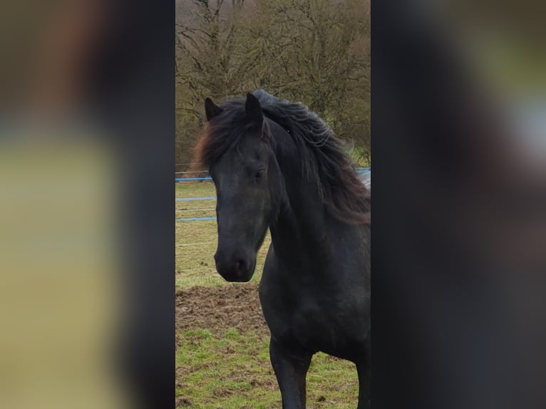 Frison Étalon 3 Ans Noir in Thevet Saint Julien