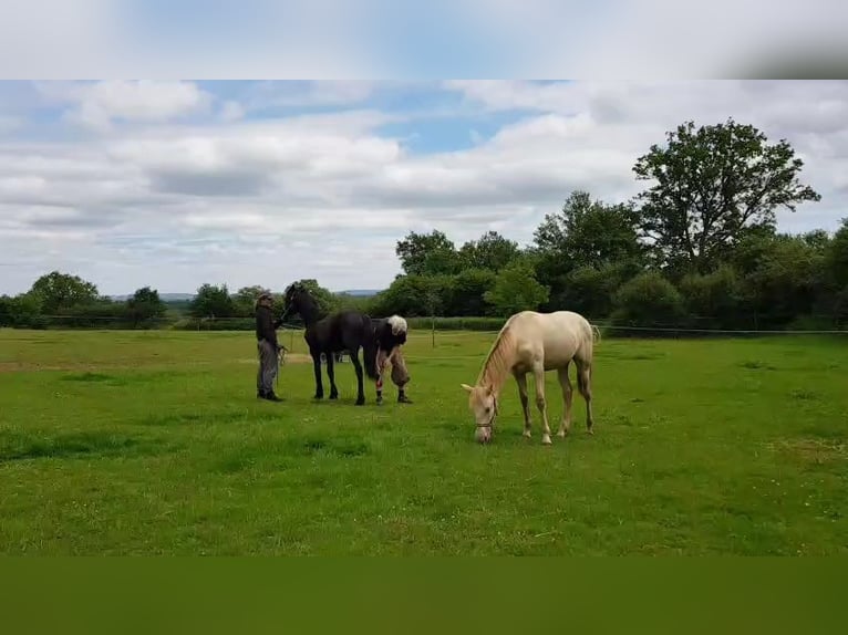 Frison Étalon 3 Ans Noir in Thevet Saint Julien