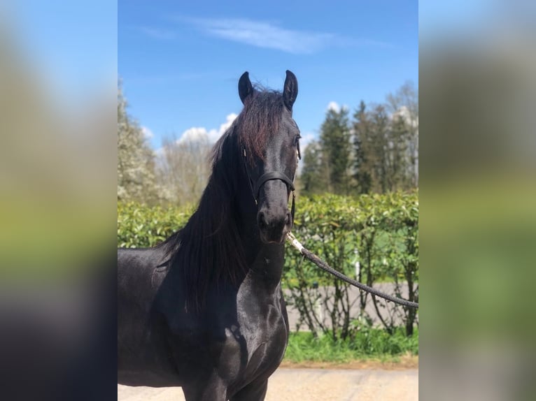 Frison Étalon 3 Ans Noir in Strengberg