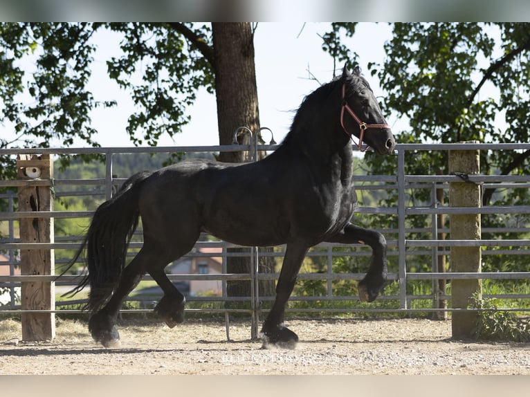 Frison Étalon 3 Ans Noir in Schöllnach